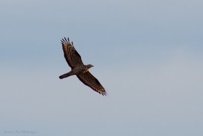 Pernis apivorus / Wespendief / European Honey Buzzard