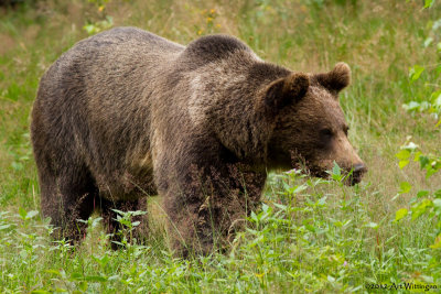 Ursus arctos arctos / Europese Bruine / Eurasian Brown Bear