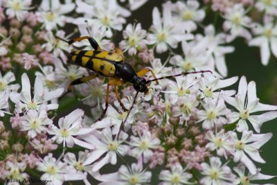 Strangalia maculata / Gevlekte Smalbok / Longhorn beetle