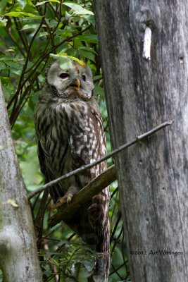 Strix uralensis / Oeraluil / Ural owl