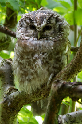 Aegolius funereus / Ruigpootuil / Boreal Owl