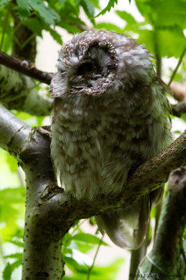 Aegolius funereus / Ruigpootuil / Boreal Owl