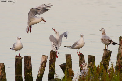 Chroicocephalus ridibundus / Kokmeeuw / Black headed Gull