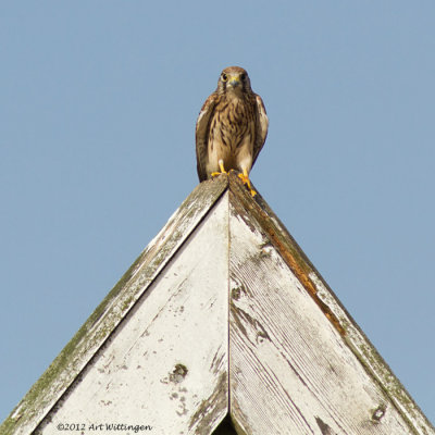 Falco Tinnunculus / Torenvalk / Kestrel