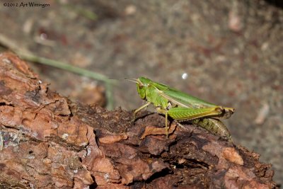 Omocestus viridulus / Wekkertje / Grasshopper