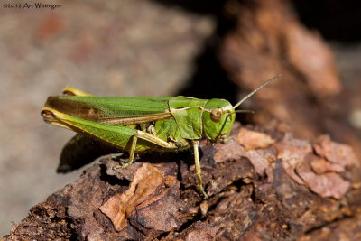Omocestus viridulus / Wekkertje / Grasshopper