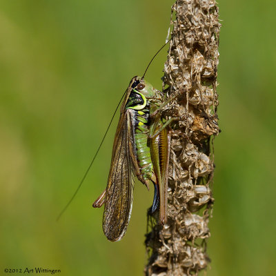 Metrioptera roeselii / Greppelsprinkhaan / Roesel's bush-cricket