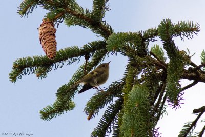 Regulus regulus / Goudhaan / Goldcrest