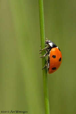 Coccinella septempunctata / Zevenstippelig Lieveheersbeestje / Sevenspotted lady beetle