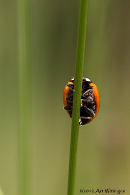 Coccinella septempunctata / Zevenstippelig Lieveheersbeestje / Sevenspotted lady beetle
