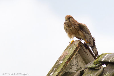 Falco Tinnunculus / Torenvalk / Kestrel