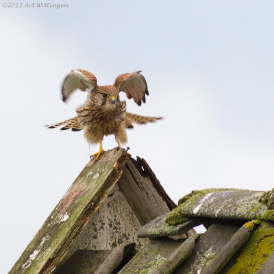 Falco Tinnunculus / Torenvalk / Kestrel