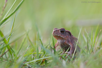 Bufo bufo / Gewone Pad / Common Toad