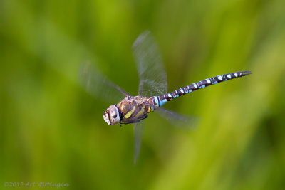 Aeshna mixta / Paardenbijter / Migrant Hawker