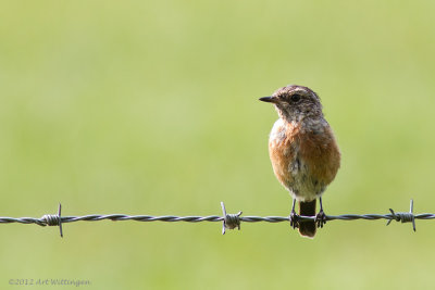 Saxicola Rubicola / Roodborsttapuit / European Stonechat