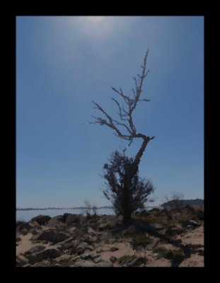 Folsom Lake Tree