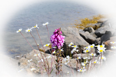 Oregon Coast Flowers