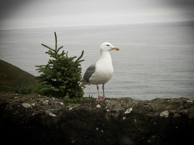 Oregon Seagull looking for a handout