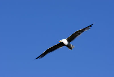 Bridgeport, CA Soaring Seagull