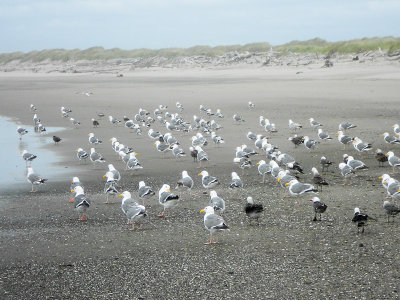 Seagull Invasion 