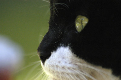 My cat, intent on bird watching
