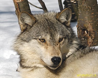 Grey Wolf 1350