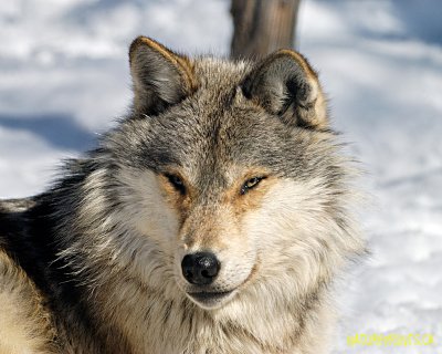 Grey wolf 1354