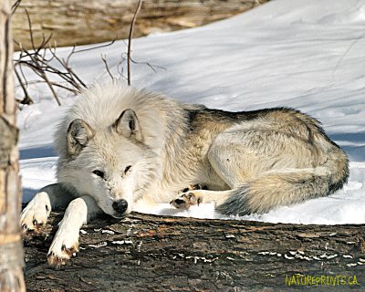 Grey Wolf 1367