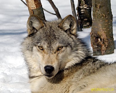 Grey Wolf 1378