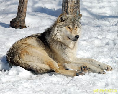 Grey Wolf 1380