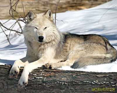 Grey Wolf 1386