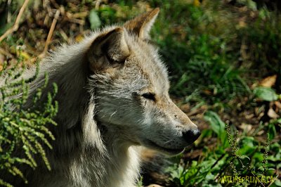 Grey-Wolf-6164