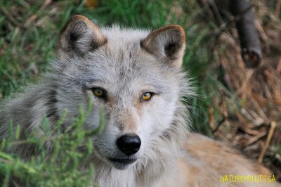 Wolves of Haliburton Forest Ontario