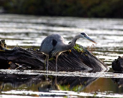 Great Blue Heron 3802