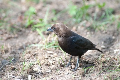 Brown Headed Cowbird 1438