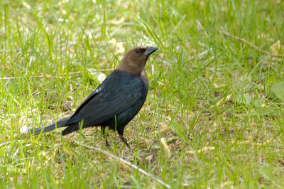 Brown Headed Cowbird 2859