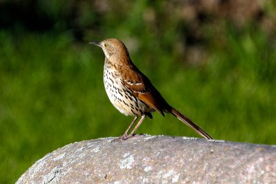 Brown Thrasher 2862