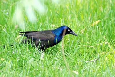 Common Grackle 0151