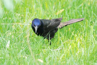 Common Grackle 0153