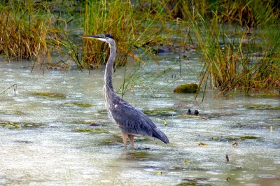 Great Blue Heron 0423
