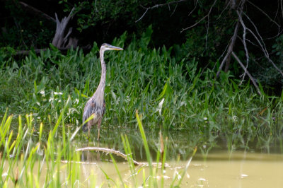 Great Blue Heron 0445