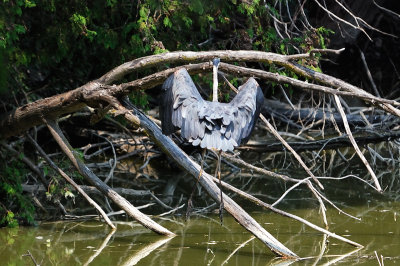 Great Blue Heron 0521