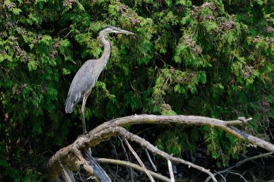 Great Blue Heron 0527