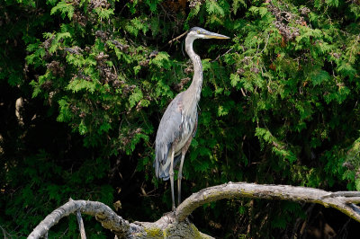 Great Blue Heron 0536