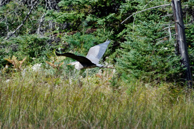 Great Blue Heron 0661