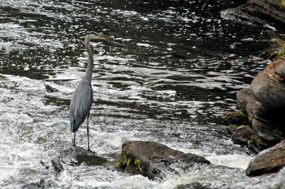 Great Blue Heron 3789