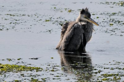 Great Blue Heron 4977