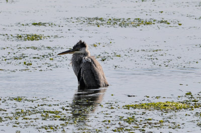 Great Blue Heron 4976