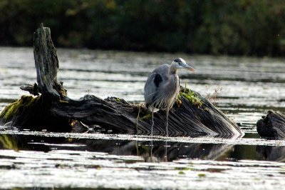 Great Blue Heron 3799