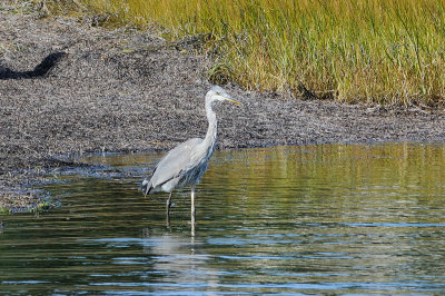 Great Blue Heron 4988